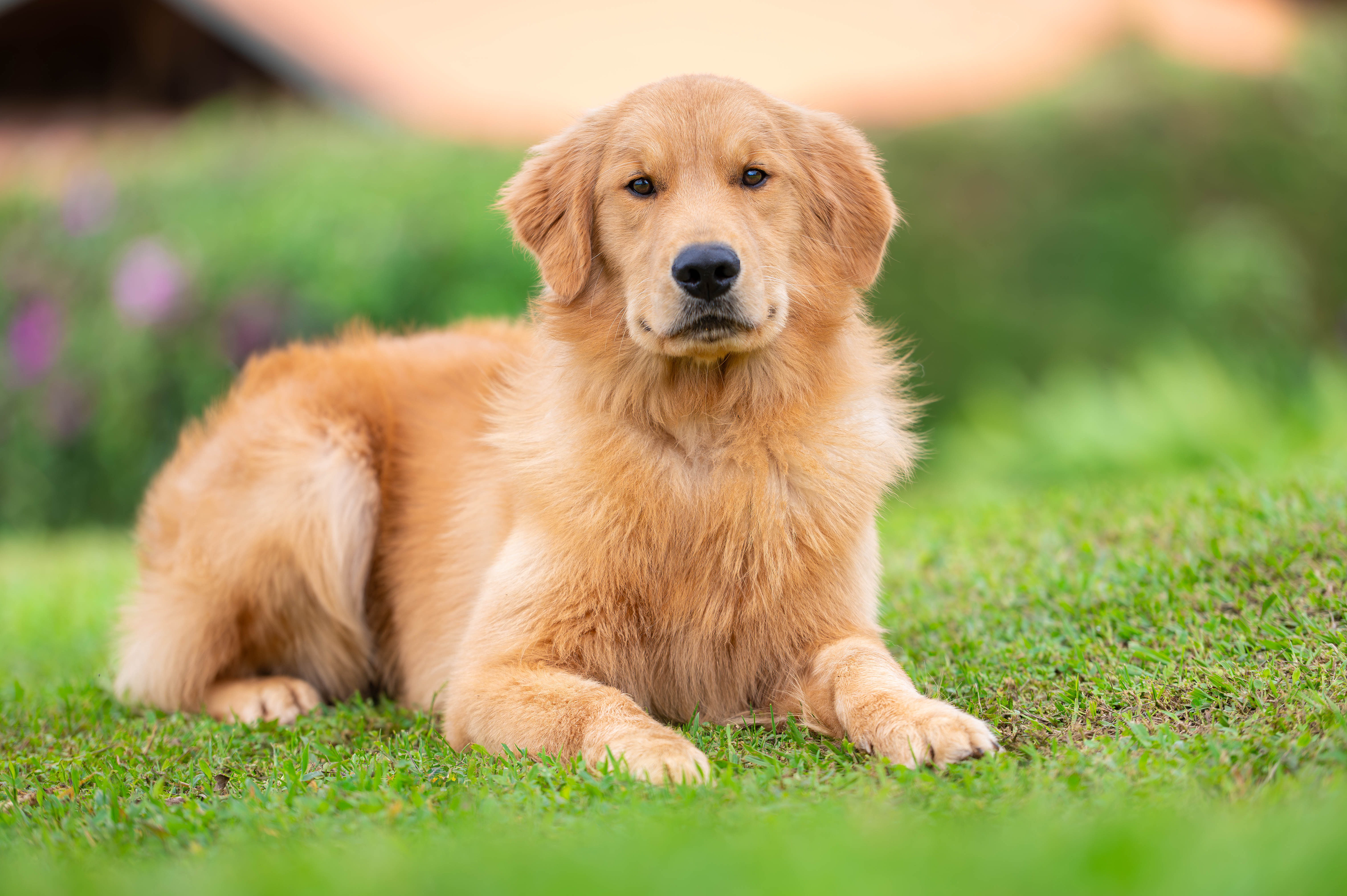 Pets Obedience Training
